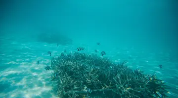 Taj Coral Reef Resort & Spa