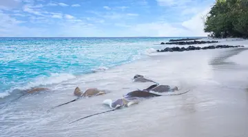 TAJ CORAL REEF RESORT