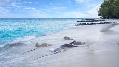 TAJ CORAL REEF RESORT