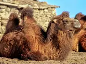 Tajemnice Mongolii: Śladami Imperium Czyngis Chana