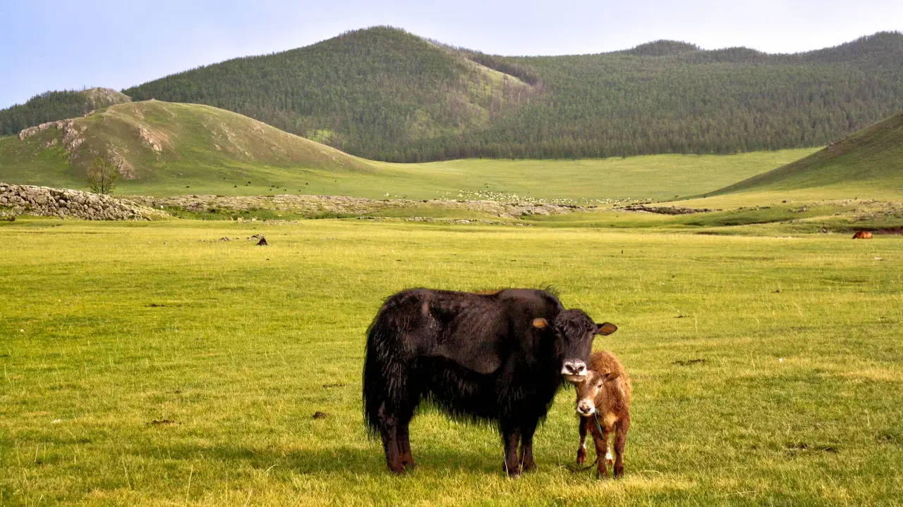 Tajemnice Mongolii: Śladami Imperium Czyngis Chana