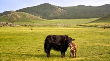 Tajemnice Mongolii: Śladami Imperium Czyngis Chana