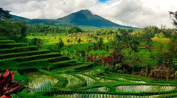 Tajemnice Sulawesi