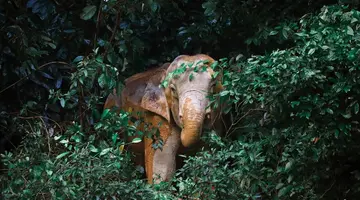 Tajski Raj: Krabi – Khao Lak – Phuket