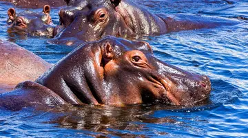 Tam, gdzie rządzi natura: Zimbabwe i Botswana