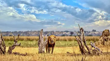 Tam, gdzie rządzi natura: Zimbabwe i Botswana