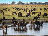 Tam, gdzie rządzi natura: Zimbabwe i Botswana