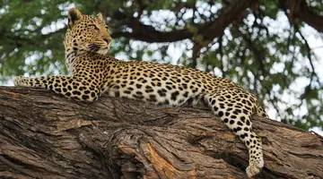 Tam, gdzie rządzi natura: Zimbabwe i Botswana