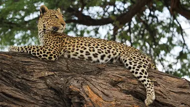 Tam, gdzie rządzi natura: Zimbabwe i Botswana