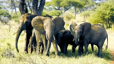 Tanzania w pigułce