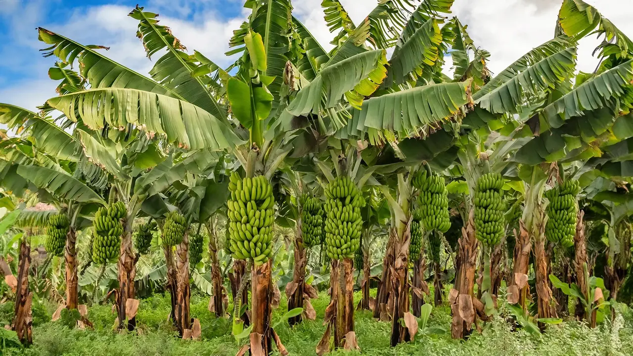 Teneryfa & La Gomera – Tam, Gdzie Lawa Spotyka Zieleń