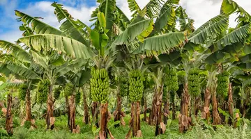 Teneryfa & La Gomera – Tam, Gdzie Lawa Spotyka Zieleń