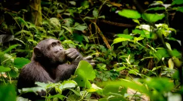 Tropami Dzikiej Afryki: Wyprawa do Ugandy