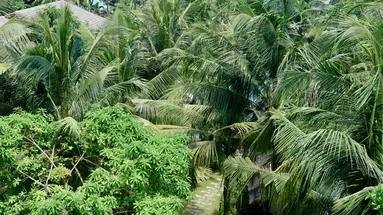 TROPICANA RESORT