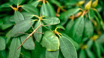 Tropikalne Malaje