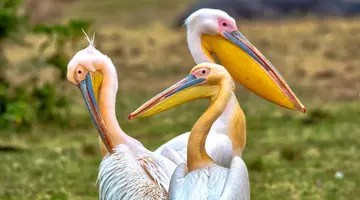 Uganda - Tropem Goryli