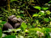 Uganda - Tropem Goryli