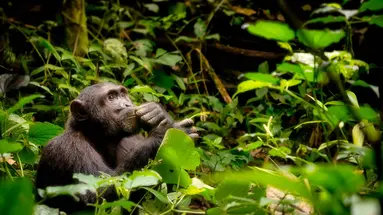 Uganda - Tropem Goryli