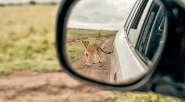 Uganda - Tropem Goryli