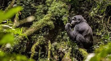 Uganda - Tropem Goryli