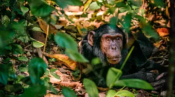 Uganda - Tropem Goryli