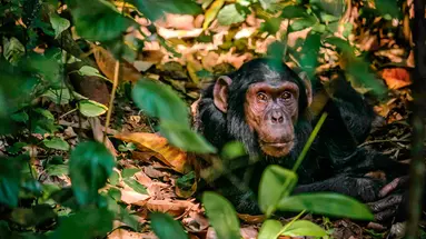 Uganda - Tropem Goryli