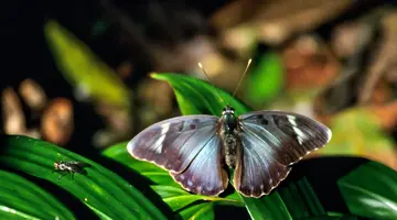 Uganda - Tropem Goryli