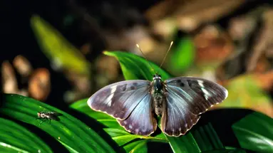 Uganda - Tropem Goryli