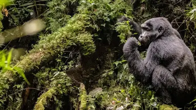 Uganda - Tropem Goryli