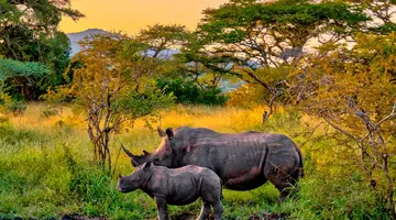 Uganda - Tropem Goryli