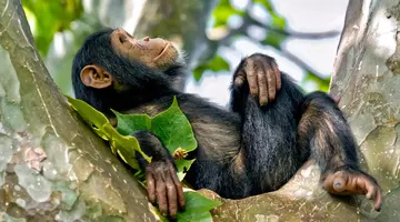 Uganda - Tropem Goryli