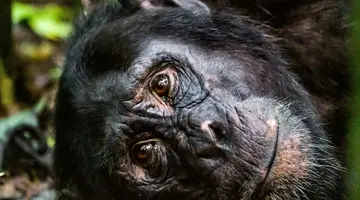 Uganda - Tropem Goryli