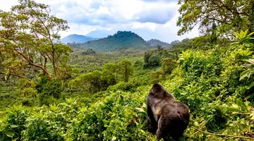 Uganda - Tropem Goryli