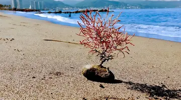 Vamar Vallarta