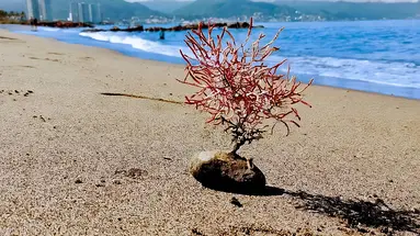 Vamar Vallarta