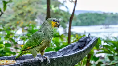 Venezuela Completa