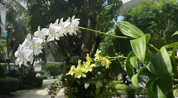 VILLA DEL SOL BEACH VILLAS &SPA