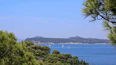 Vis