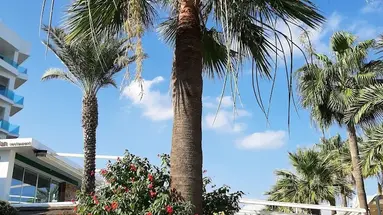Vrissaki Beach Hotel