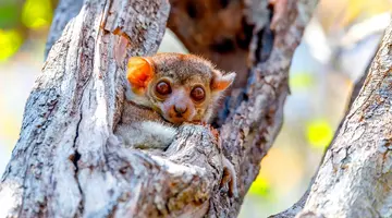 W Krainie Lemurów I Baobabów