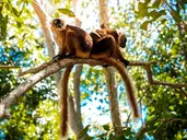 W Krainie Lemurów I Baobabów