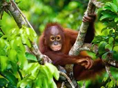 W Sercu Natury: Langkawi i Borneo