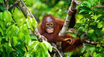 W Sercu Natury: Langkawi i Borneo