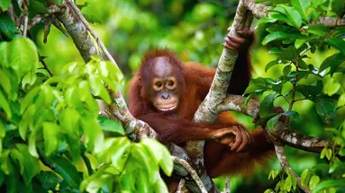 W Sercu Natury: Langkawi i Borneo