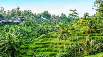 Wakacje Pod Palmami! Boskie Bali