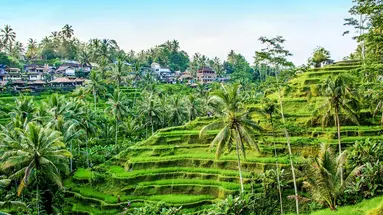 Wakacje Pod Palmami! Boskie Bali
