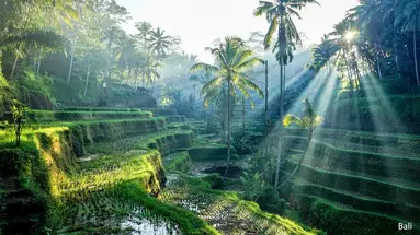 Wakacje Pod Palmami! Jawa I Bali