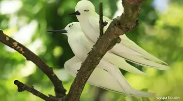 Wakacje Pod Palmami! Seszele