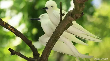 Wakacje Pod Palmami! Seszele