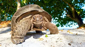 Wakacje Pod Palmami! Seszele
